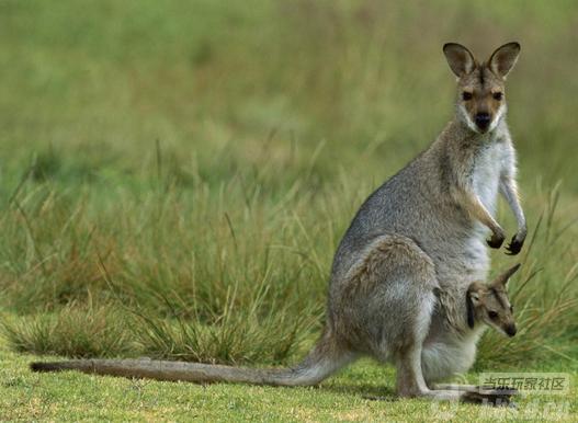 【每日世界杯NO.7】袋鼠之国--澳大利亚_网